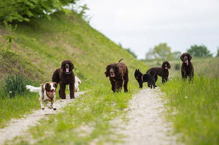 2015_05_16_damsdorf-walk